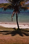 Palm westkust.jpg